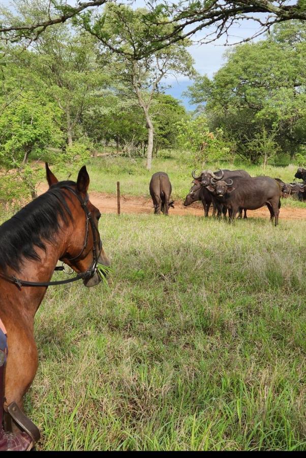 Villa Wild Ride Safaris And Bush Camp Hoedspruit Exterior foto